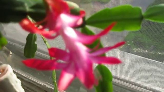 splendid christmas cactus in the evening sun! смотреть онлайн
