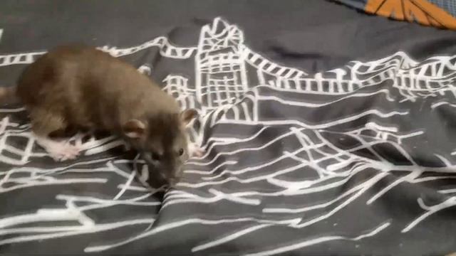 КРЫСКА ОТДЫХАЕТ смотреть онлайн