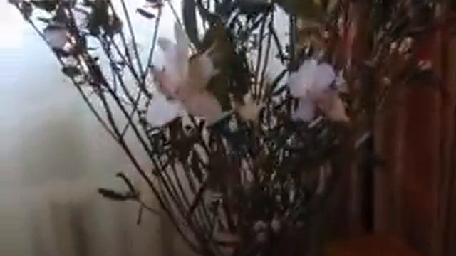 Багульник расцветает смотреть онлайн