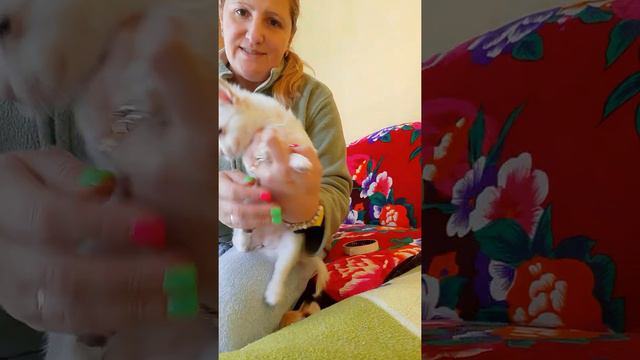 самая красивая чихуахуа АксаБирсен,белая длинношерстная с голубыми глазами, Кастропуло 89787458062 смотреть онлайн