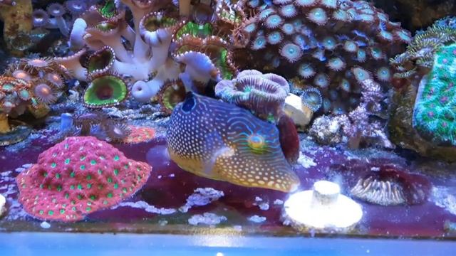 Иглобрюх Тоби