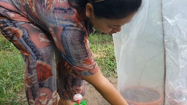 Cutting Java Plum Tree For Planting Technique | How To Propagate Java Plum With Banana Fruit смотреть онлайн