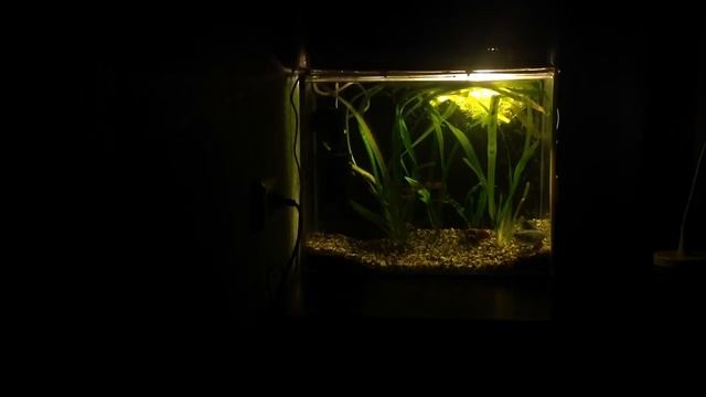 Новый проект . Амазонка . смотреть онлайн