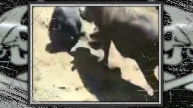 Il tasso del MALE - SCIENZA BRUTTA смотреть онлайн