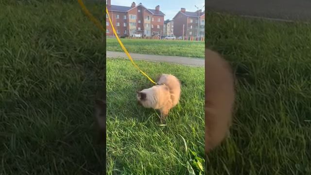 Знакомьтесь кошечка Стеша))