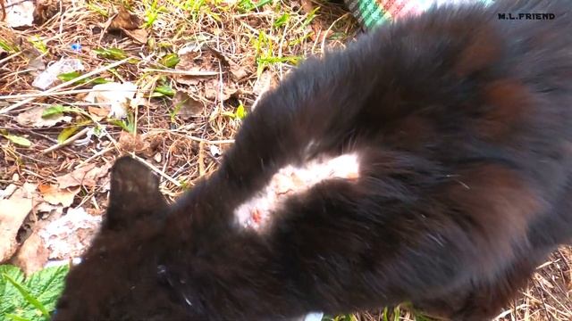 Shabby cat on a tree. What is going on with his wool? смотреть онлайн