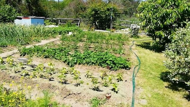 Как скудную почву сделать плодородной?