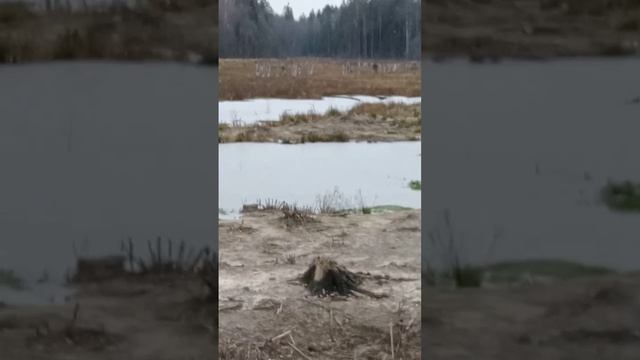 Охота без ружья. Маню рябчиков, увидел норку... Посетил малую родину.