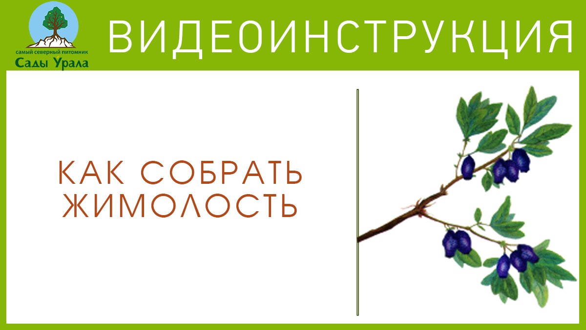 Как быстро собрать жимолость? смотреть онлайн
