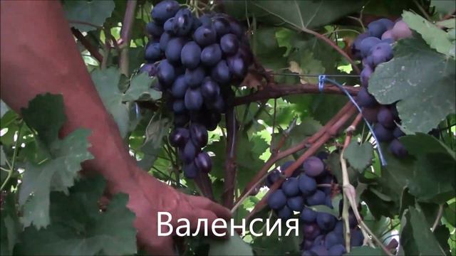 Валенсия смотреть онлайн