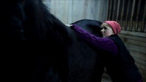 Как нащупать шевеление жеребёнка в животе кобылы