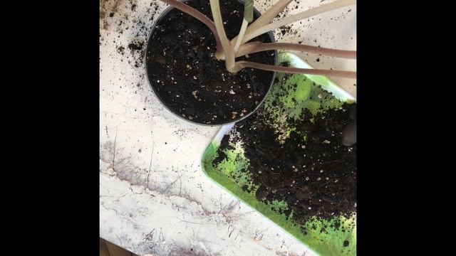 Пересадка Алоказии