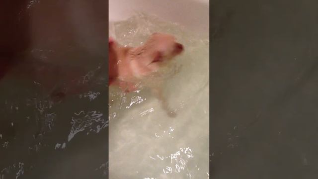 Уход за чихуахуа смотреть онлайн