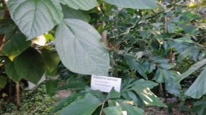 Ботанический сад. В городе Кемерово.