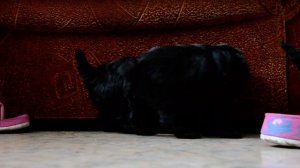 ПРОДАЕМ ЩЕНКОВ КАРЛИКОВОГО ПУДЕЛЯ