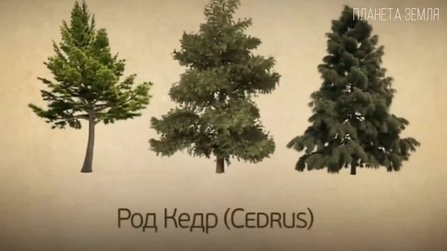 КЕДР: Чудо-дерево - это кедр сибирский или сосна кедровая?