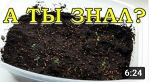 "5 ПОЧЕМУ" не всходят семена...ЧТО тогда ДЕЛАТЬ????