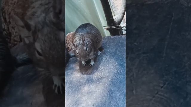дегу #дегу #грызуны #милота #зоопарк #zoopark #animals #санктпетербург #живаяприрода #shorts #short смотреть онлайн