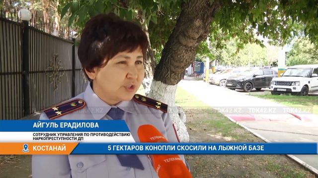 5 ГЕКТАРОВ КОНОПЛИ СКОСИЛИ НА ЛЫЖНОЙ БАЗЕ смотреть онлайн