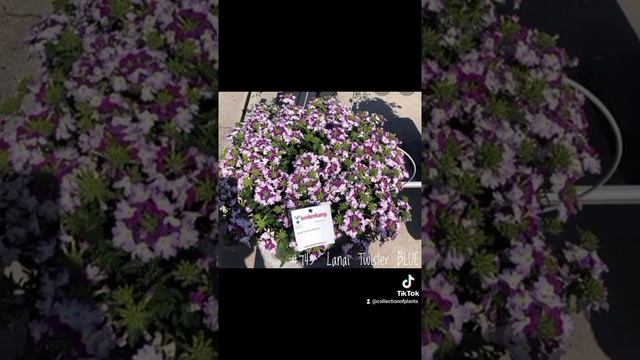 Вербена Вегетативная Ампельная в ассортименте смотреть онлайн