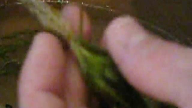 Аквариумные растения смотреть онлайн