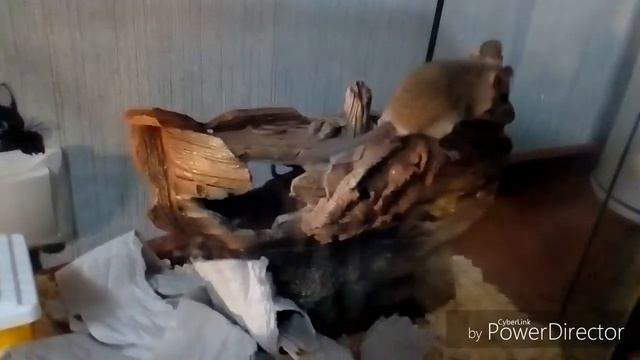 Наши новые питомцы - иглистые мыши! смотреть онлайн
