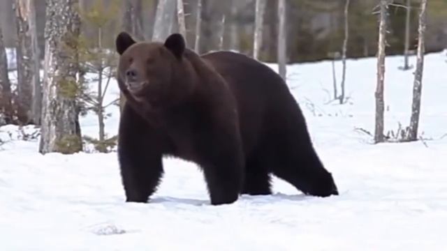 Лев против Медведя Мир животных смотреть онлайн