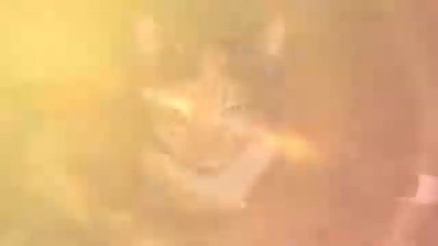 Кошка. Разноцветное чудо