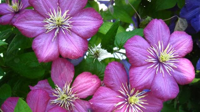 Как Выращивать Клематис из Семян в Домашних Условиях смотреть онлайн