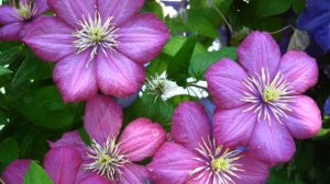 Как Выращивать Клематис из Семян в Домашних Условиях