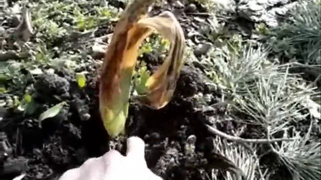 Ирисы Часть 1 Состояние после зимы смотреть онлайн