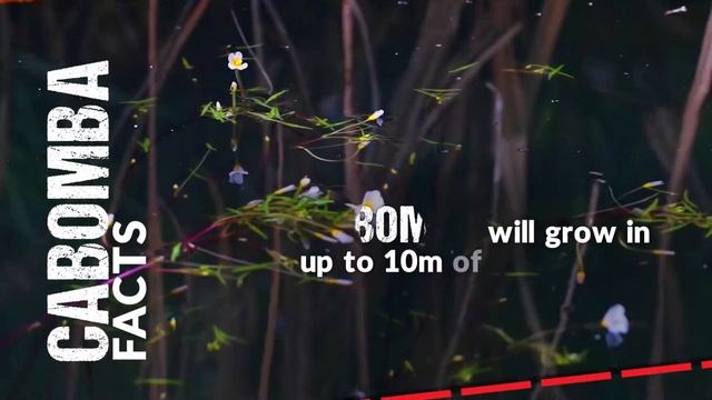 Cabomba fast facts смотреть онлайн