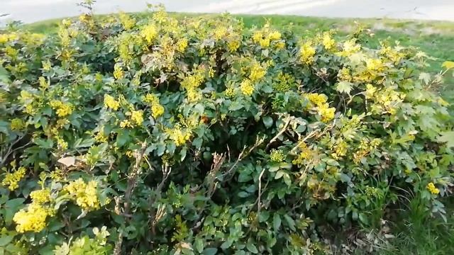 магония падуболистная (архив 2019г.) смотреть онлайн