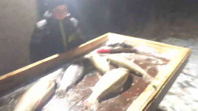Мисайлово улов Артема общий вес 15 кг вместе к копчением смотреть онлайн
