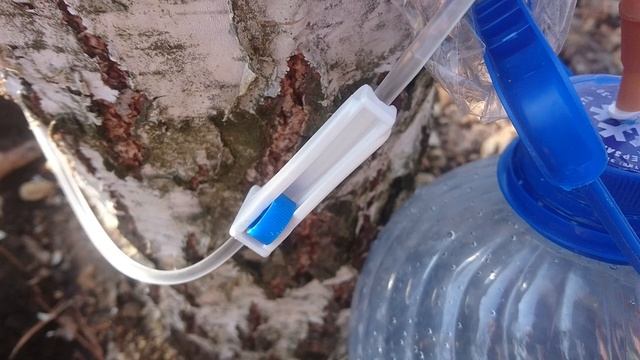 Березовый сок и капельница. Просто.