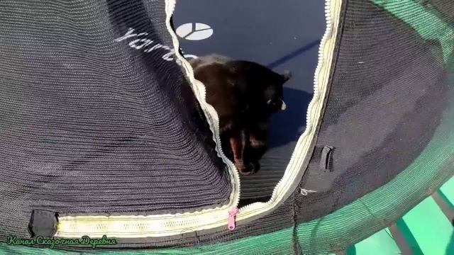 Наполеоновские планы, соседи космонавты и как развлечь ребенка смотреть онлайн