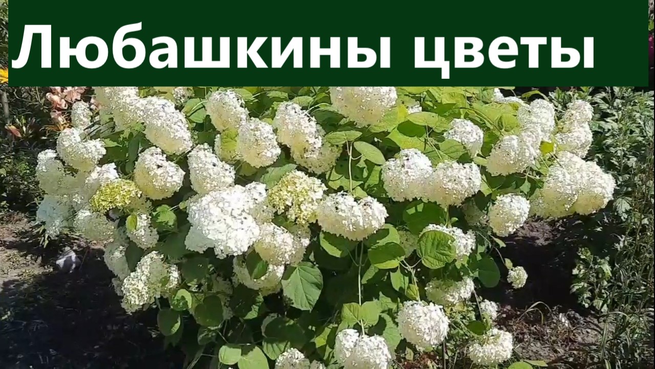 Любашкины цветы. По традиции обзор сада моей соседки. смотреть онлайн