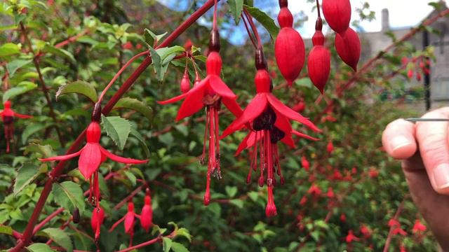 Fuchsia with John Feehan in August, Wildflowers of Offaly series смотреть онлайн