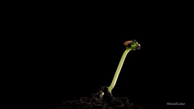 Прорастание семени. Seed germination ! смотреть онлайн