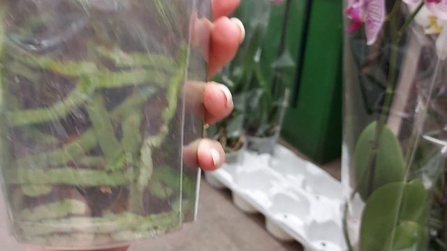 ?НОВИНКИ В ОБИ ЗАВОЗ ОРХИДЕЙ в ОБИ Волгоград ? БИГ ЛИПы в ОБИ Ура столько красоты ? УЦЕНКА ОРХИДЕ смотреть онлайн