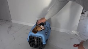 Щенку Bros Show Делают прививку. Его ПОВЕДЕНИЕ в ветеринарной клинике.