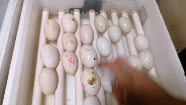 Гусак не справляется, мышки бегают((( смотреть онлайн