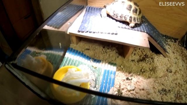 самодельный террариум для сухопутной черепахи смотреть онлайн