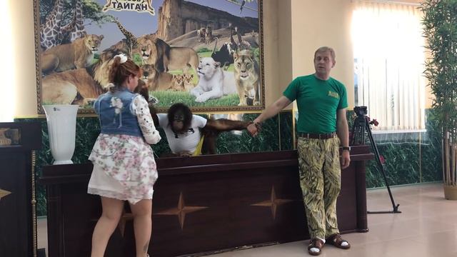 Орангутан Дана нагрянула на пресс-конференцию Олега Зубкова! смотреть онлайн