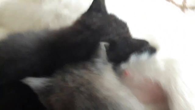 Котята часть2 Котята пьют молоко? смотреть онлайн