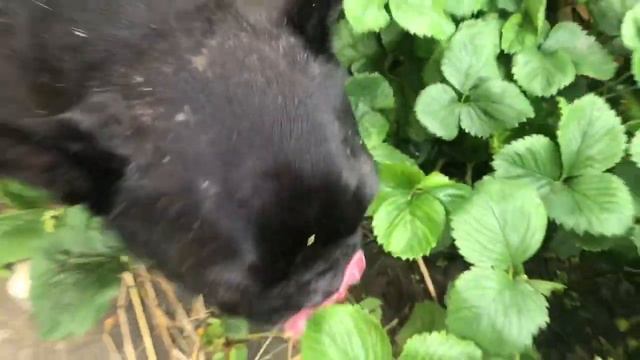 Французский бульдог Марсик и я делаем подарок Землянам! смотреть онлайн