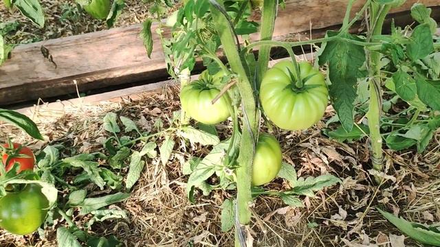 Обзор сортов томатов в теплице №2 часть 3