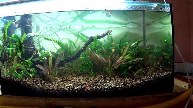 Ребята, Началось! Оформил первый аквариум