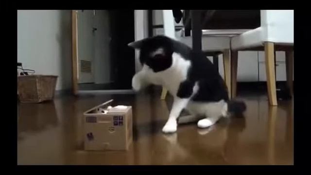 Лучшая игрушка кота (кот копилка) смотреть онлайн