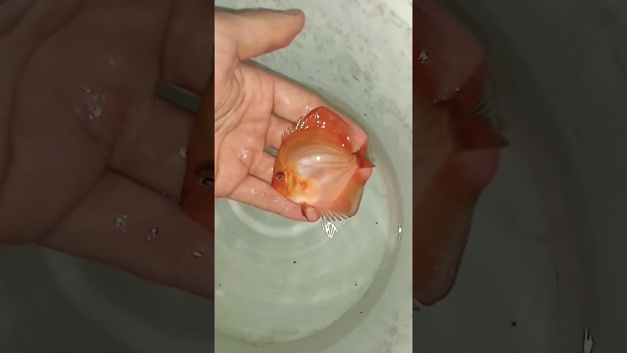 Маленькая отправка Мальборо и Чекербордов #аквариумныерыбки #discus #дискусы #shorts #short смотреть онлайн